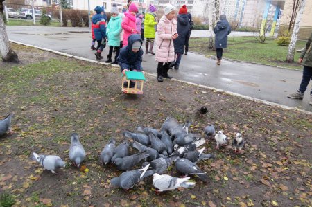 Пташина ялинка Пташина ялинка